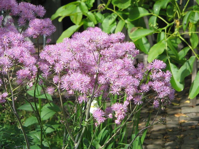 File:Thalictrum aquilegifolium04.jpg