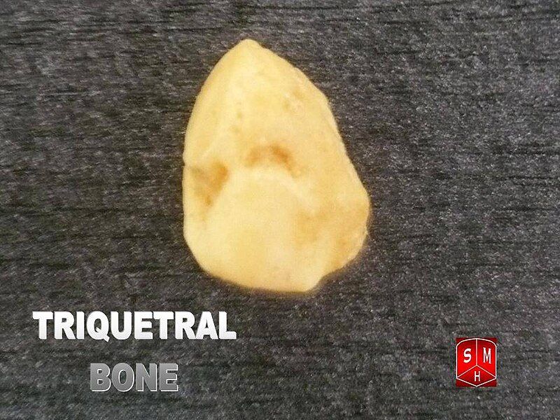 File:Triquetral bone.jpg