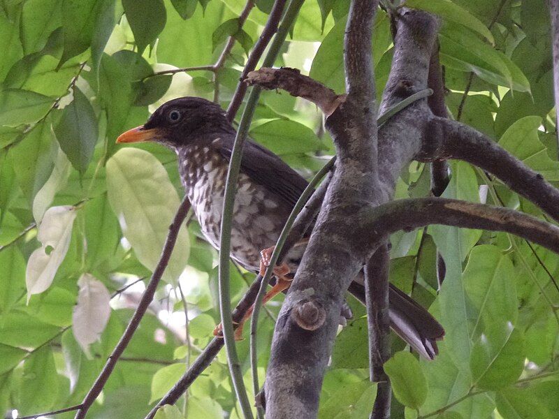 File:Turdus xanthorhynchus.jpg