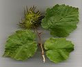 Leaves and nuts with spiny husks (Turkish hazel)