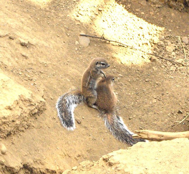 File:Xerus inauris.JPG