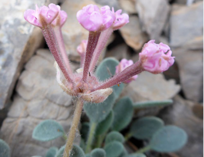 File:Abronia nana flower.png