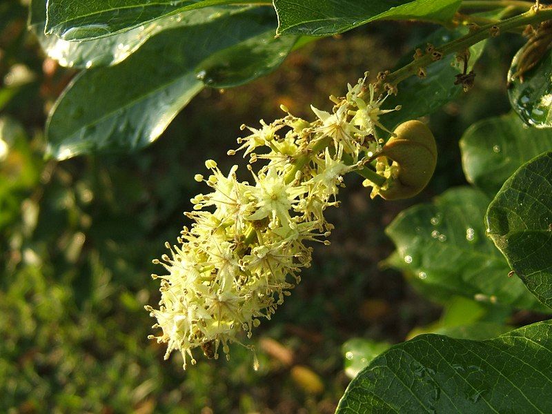 File:Ackee Flower 001.JPG