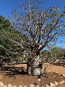 MALVACEAE-BOMBAC., ADANSONIA PERRIERI Capuron 0046 (23373581353).jpg