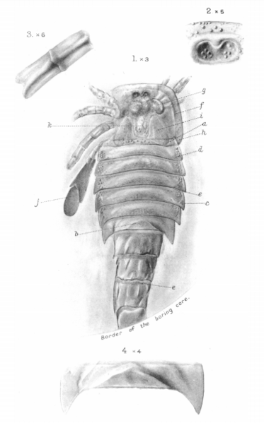 File:Adelophthalmus dumonti fossils.png