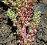 Amaranthus hybridus, 'smooth pigweed'