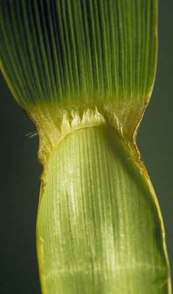 File:Andropogon gerardii (4055509299).jpg