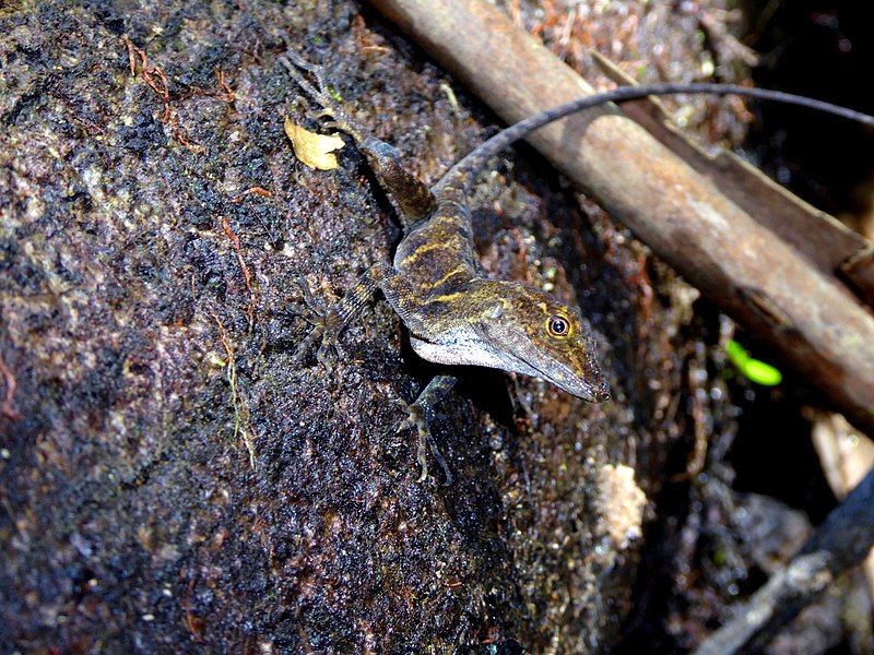 File:Anolis cobanensis 64972495.jpg