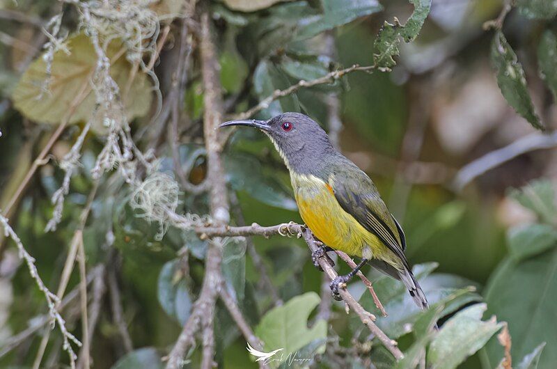 File:Apo Sunbird.jpg