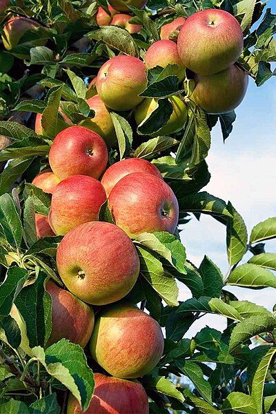 File:Apple Tree.jpg