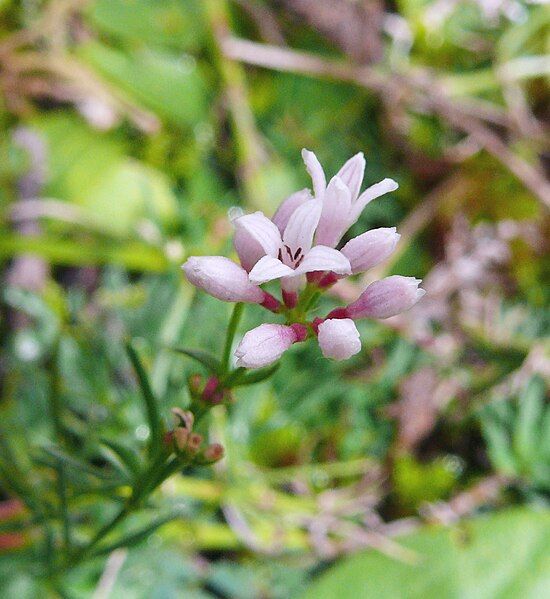 File:Asperula cynanchica 080907.jpg