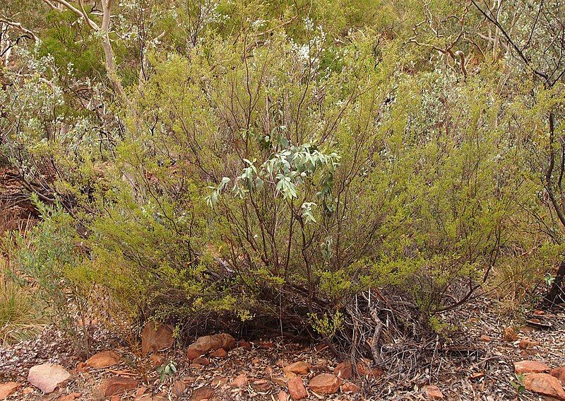 File:Baeckea polystemonea.jpg