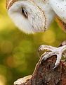 Barn owl