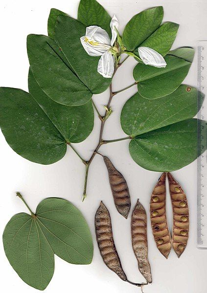 File:BauhiniaAcuminata.jpg