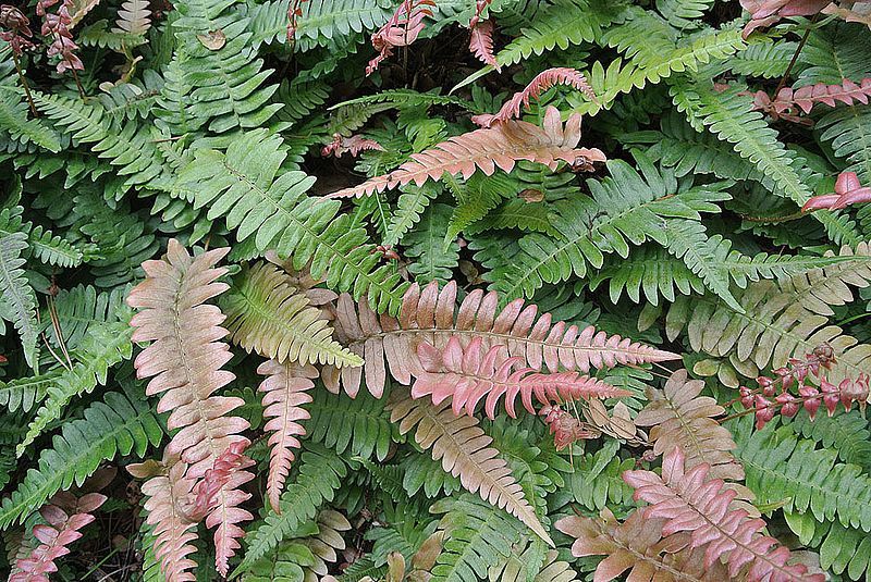 File:Blechnum occidentale (19984063741).jpg