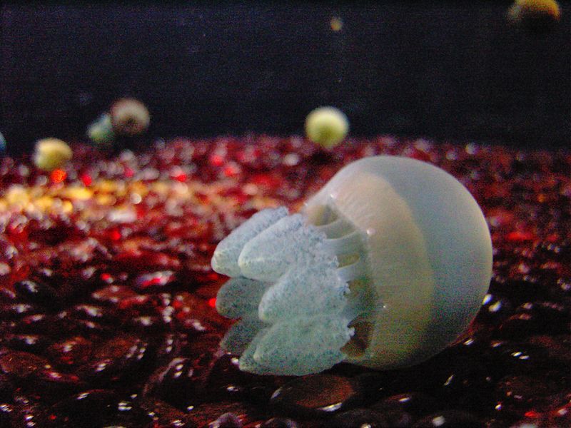 File:Blubber Jellyfish 3.jpg