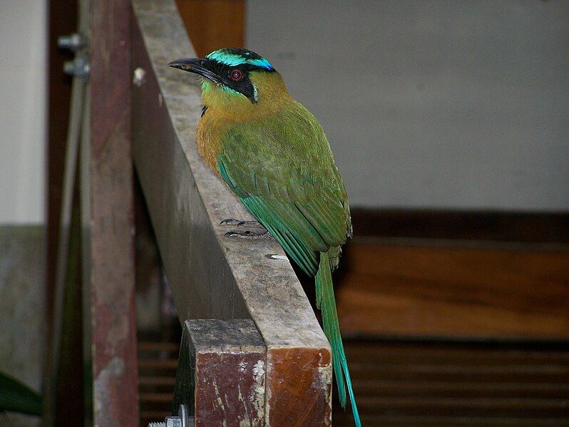 File:Blue-crowned Motmot 1.jpeg