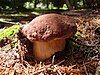 Boletus pinophilus