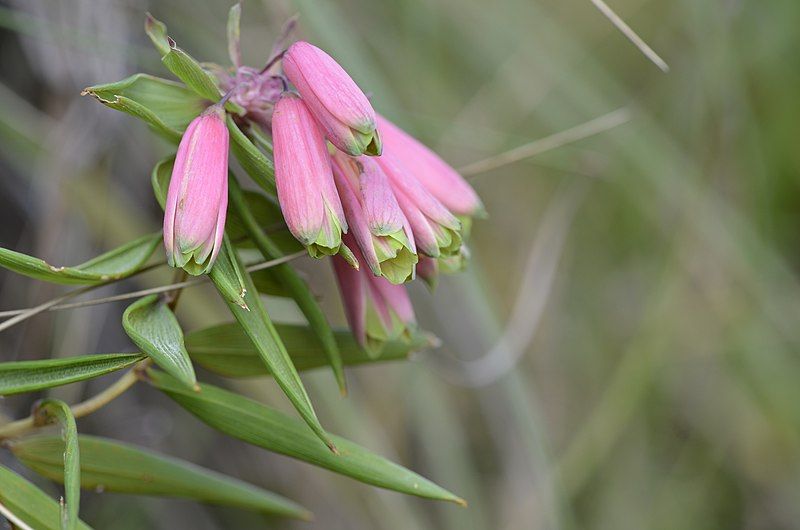 File:Bomarea uncifolia 65560917.jpg