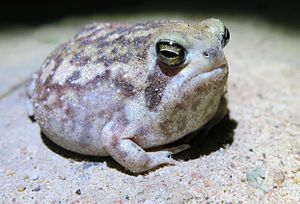 Breviceps-adspersus-adspersus