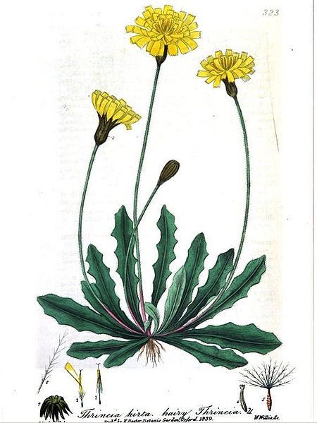 File:British Phaenogamous Botany06.jpg