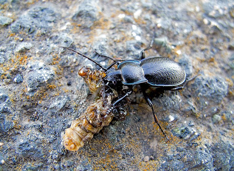 File:Carabus montivagus (27751136795).jpg