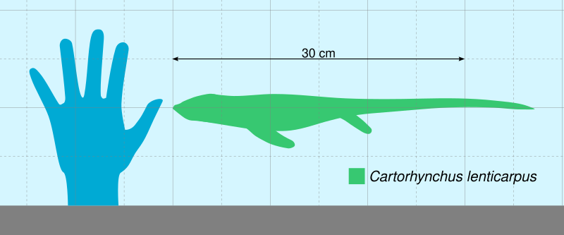 File:Cartorhynchus Scale.svg