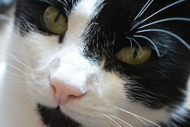 File:Cat closeup1.jpg