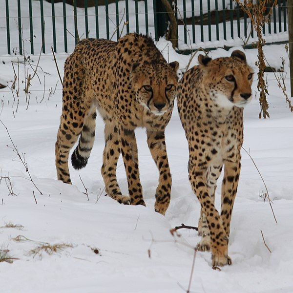 File:Cheetahs (4353356375) (2).jpg