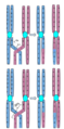 In chromosomal crossover, any two genes on the chromosome have a different percent chance in crossing over together. The closer the genes are to one another the lower percent chance they will cross over together, the further they are apart the higher percent chance they will cross over together.