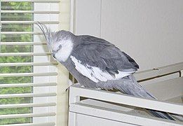 A male white-faced cockatiel resting