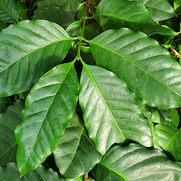 File:Coffee leaves.jpg