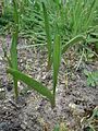 Colchicum alpinum leaves