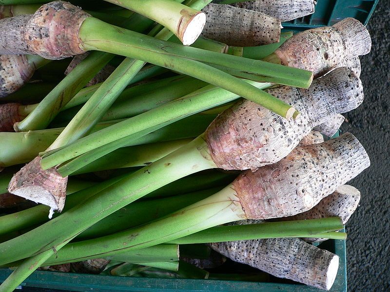 File:Colocasia esculenta P1190432.jpg