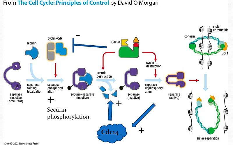 File:Complete network.jpg