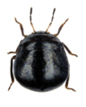 Coptosoma scutellatum