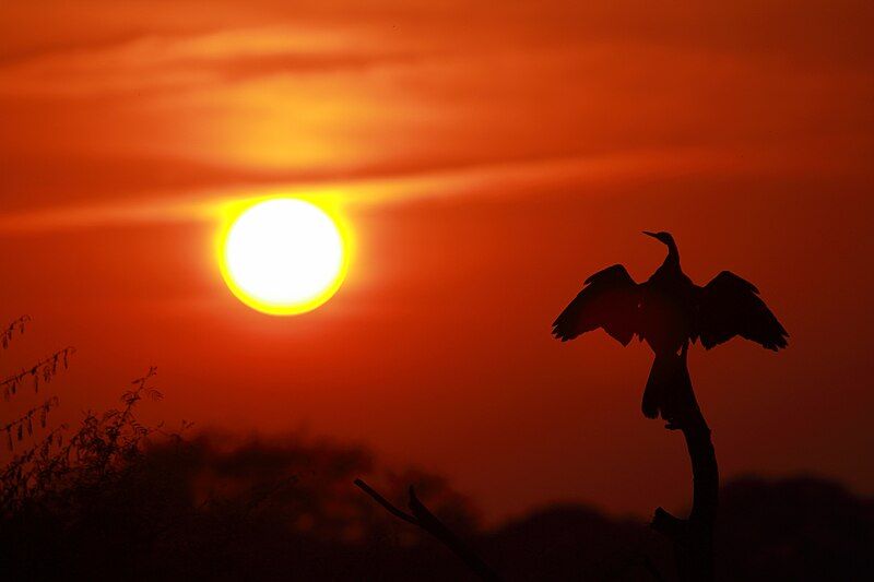 File:Darter at Sunset.JPG