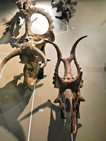 File:Diabloceratops.jpg