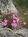 Dianthus pavonius