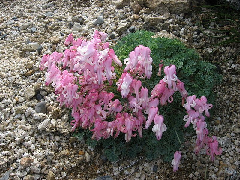 File:Dicentra peregrina 02.jpg