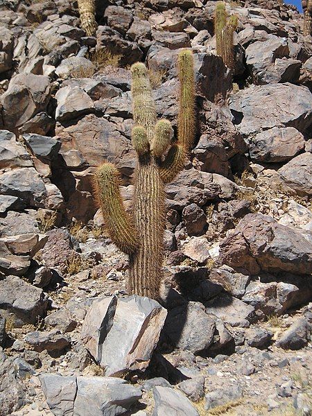 File:Echinopsis atacamensis.jpg