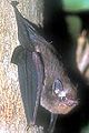 Sac-winged bat