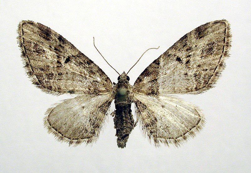 File:Eupithecia exiguata.jpg