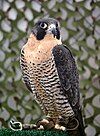 A Peregrine Falcon, subspecies macropus