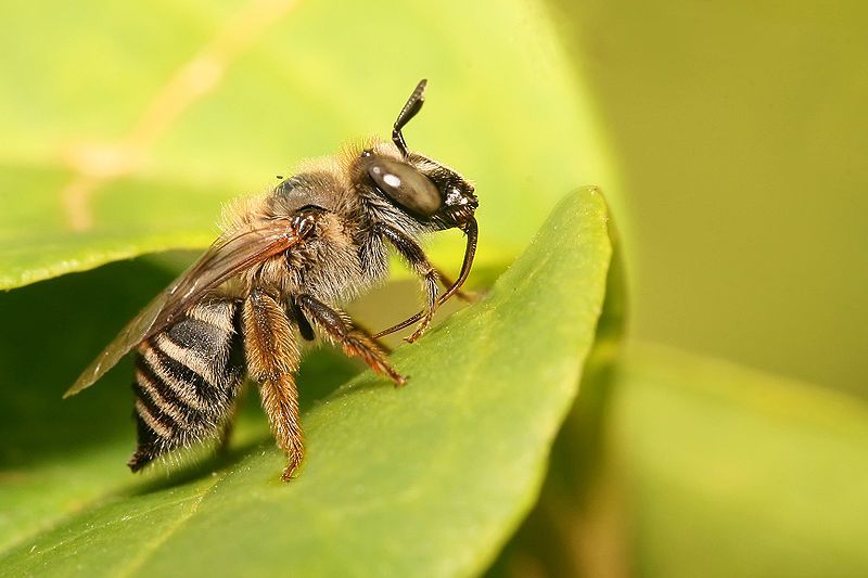 File:Female Tetraloniella sp-unscaled.jpg