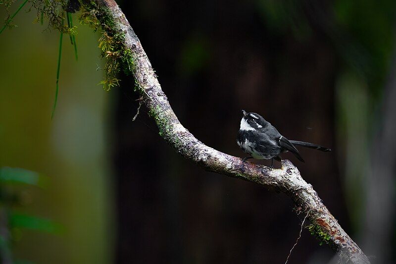 File:Friendly Fantail 0A2A9762.jpg