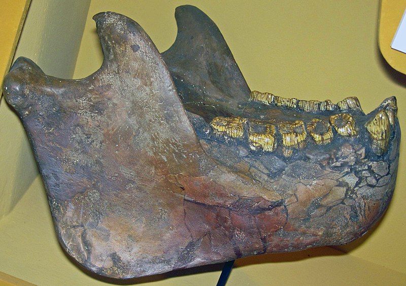 File:Gigantopithecus mandible.jpg