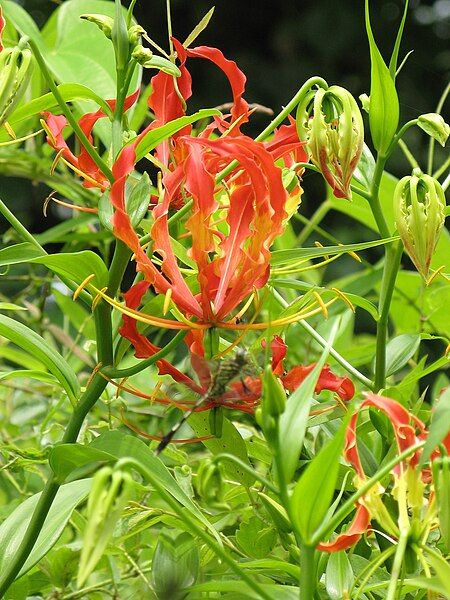 File:Gloriosa superba01.JPG