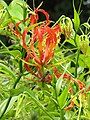 Gloriosa superba