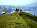 Goats freely roaming in the green hills in Batanes,